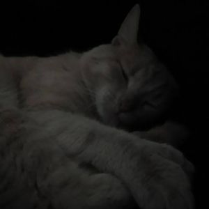 Meet your Posher, Thomas